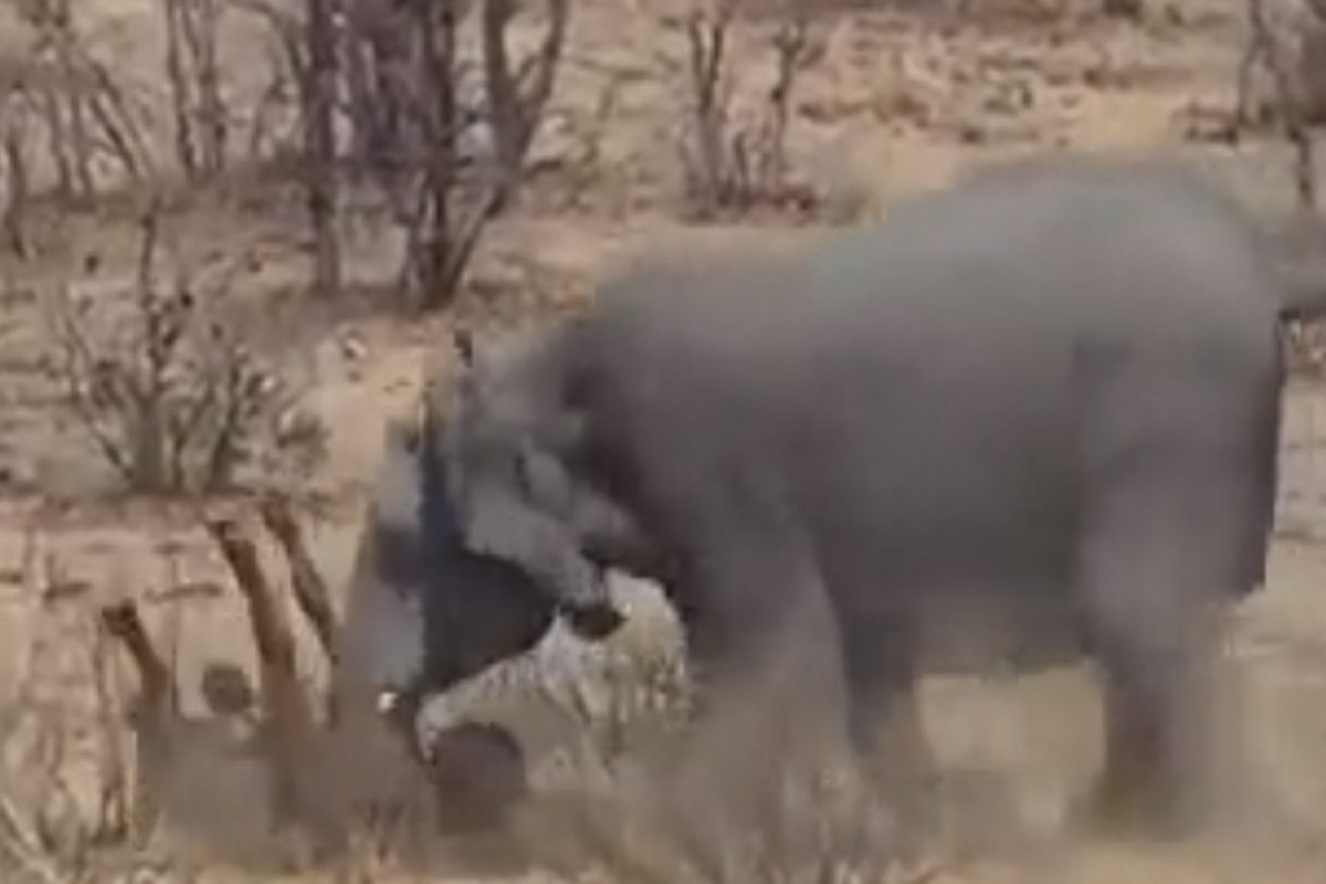 Shocking! चवताळलेल्या हत्तीने म्हशीला सोंडेत धरून जमिनीवर आपटलं; VIDEO चा शेवट धक्कादायक