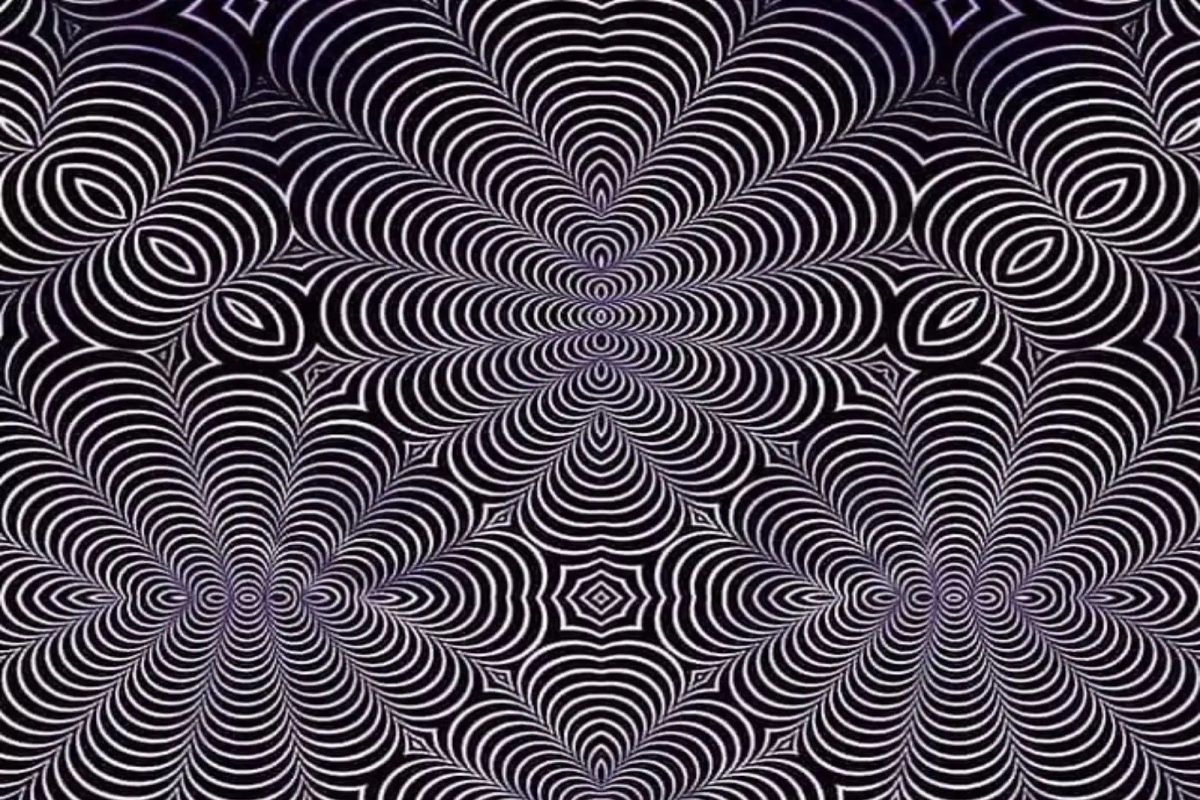 शोधा म्हणजे नक्की सापडेल! सांगा पाहू या PHOTO मध्ये लपला आहे कोणता प्राणी?