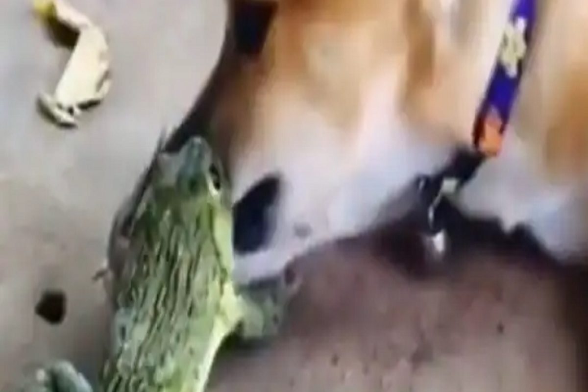 VIDEO - आपल्या इवल्याशा तोंडात त्याचा जबडा धरला आणि...; एवढ्याशा बेडकाने श्वानाचे केले हाल