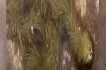 बापरे! का कोण आहे? गवतासारखा दिसणारा विचित्र जीव; VIDEO पाहून सर्वजण हैराण