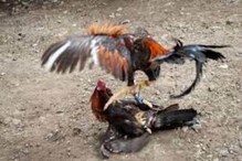 कोंबड्यांच्या झुंजीत हिंसाचार; गँगवॉरमध्ये गोळीबार, तब्बल 20 जणांचा मृत्यू