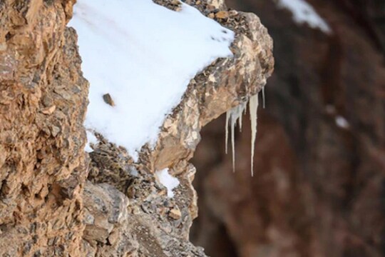भलेभले शोधून थकले पाहा तुम्हाला सापडतोय का या फोटोत दडलेला बिबट्या