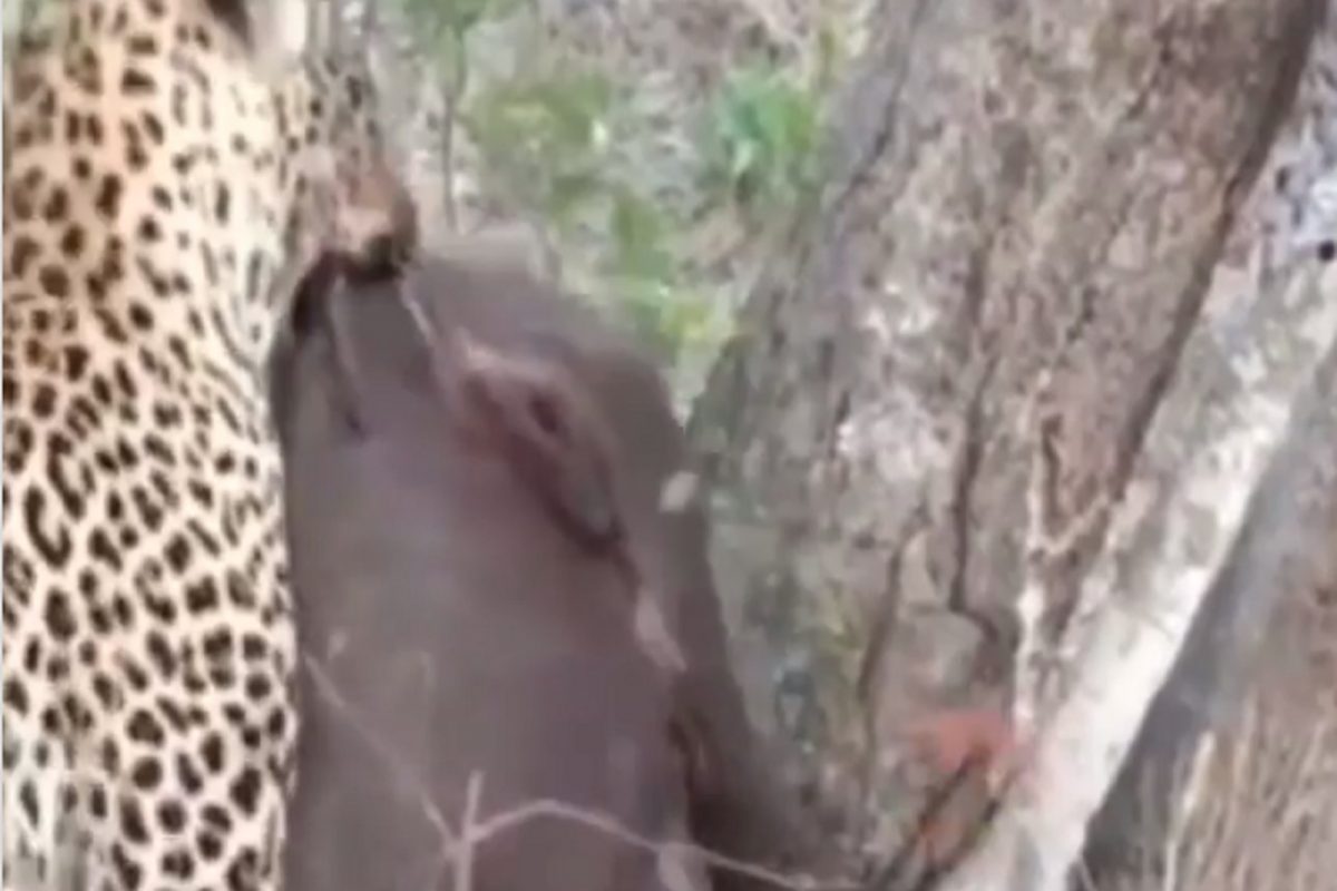 OMG! गेंड्यासोबत बिबट्याने असं काही केलं की पाहून नेटिझन्स थक्क; VIDEO VIRAL