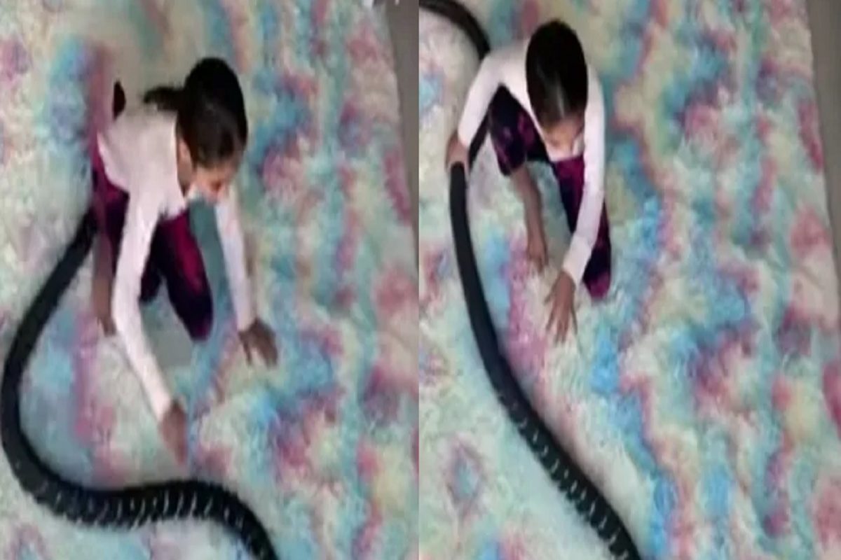 Shocking! चिमुकलीने भल्यामोठ्या सापाची शेपटी धरून खेचलं आणि...; धडकी भरवणारा VIDEO