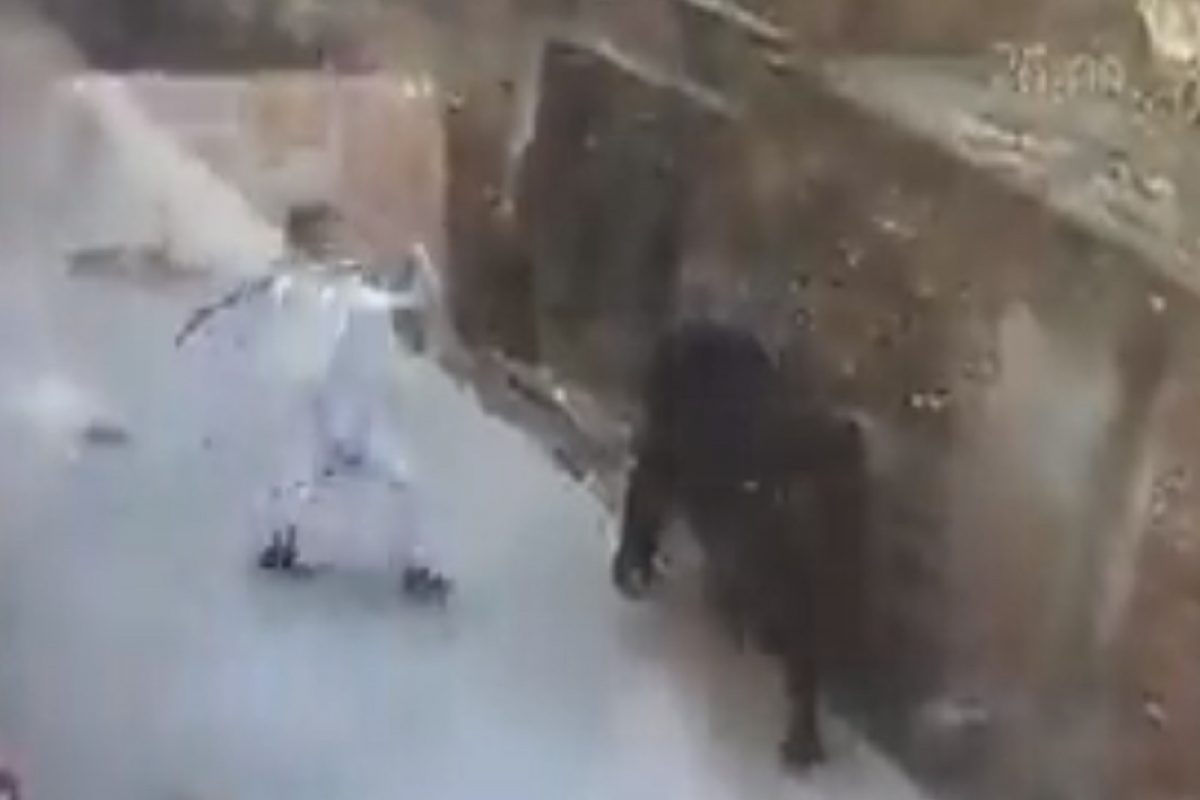 शांत उभ्या असलेल्या गाईला कारणाशिवाय मारली काठी, दुसऱ्याच क्षणी हवेत उडाले आजोबा; नेमकं काय घडलं पाहा VIDEO