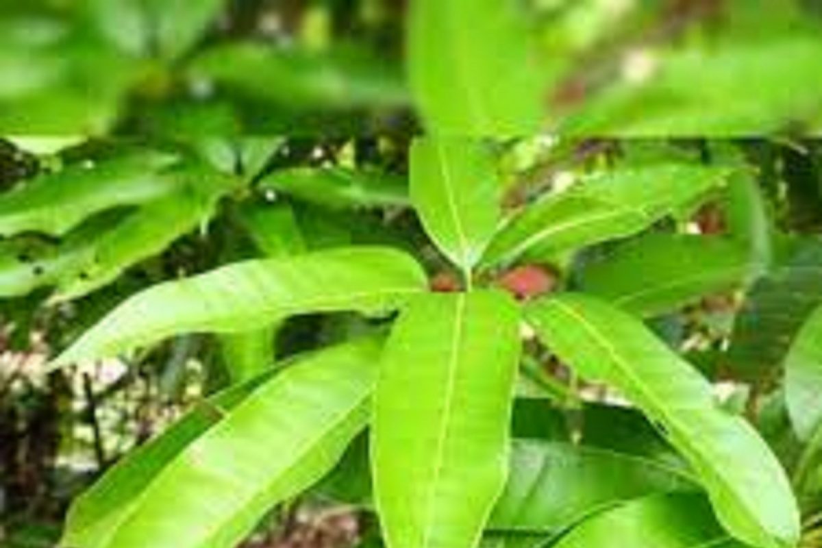 Beauty care: त्वचा आणि केसांसाठी आंब्याच्या पानांचा असा होतो उपयोग, ही पद्धत जाणून घ्या