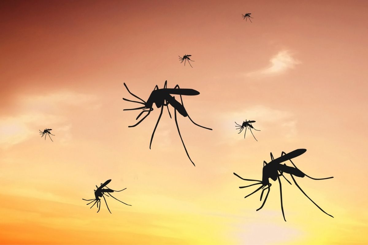 घरच्या घरीच तयार करा Mosquitoes Killer; एकही डास जिवंत राहणार नाही