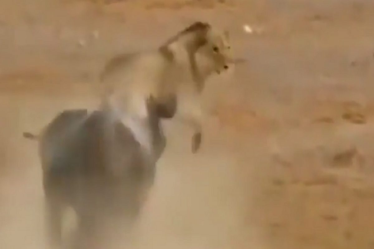 VIDEO - जेव्हा एकट्या महाकाय गेंड्यावर तुटून पडला सिंहांचा कळप; शिकारीचा थरार कॅमेऱ्यात कैद