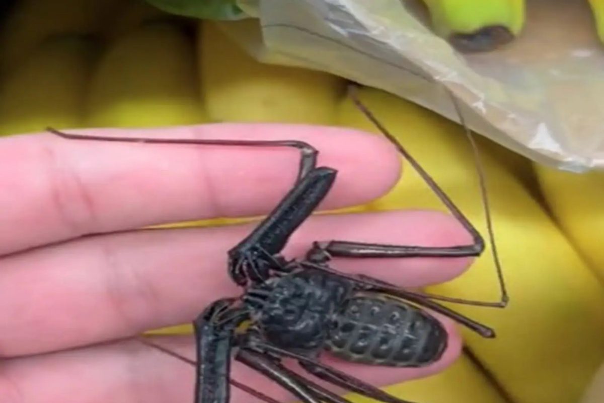 सुपर मार्केटमधून आणली 1 डझन केळी, त्यात लपलेली भयंकर गोष्ट पाहून तरुणाला फुटला घाम