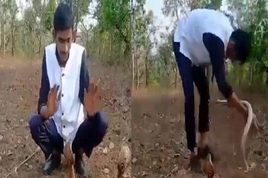 VIDEO -  3-3 कोब्रांसोबत तरुणाचा जीवघेणा खेळ; शेवटी जे घडलं ते पाहून अंगावर येईल काटा