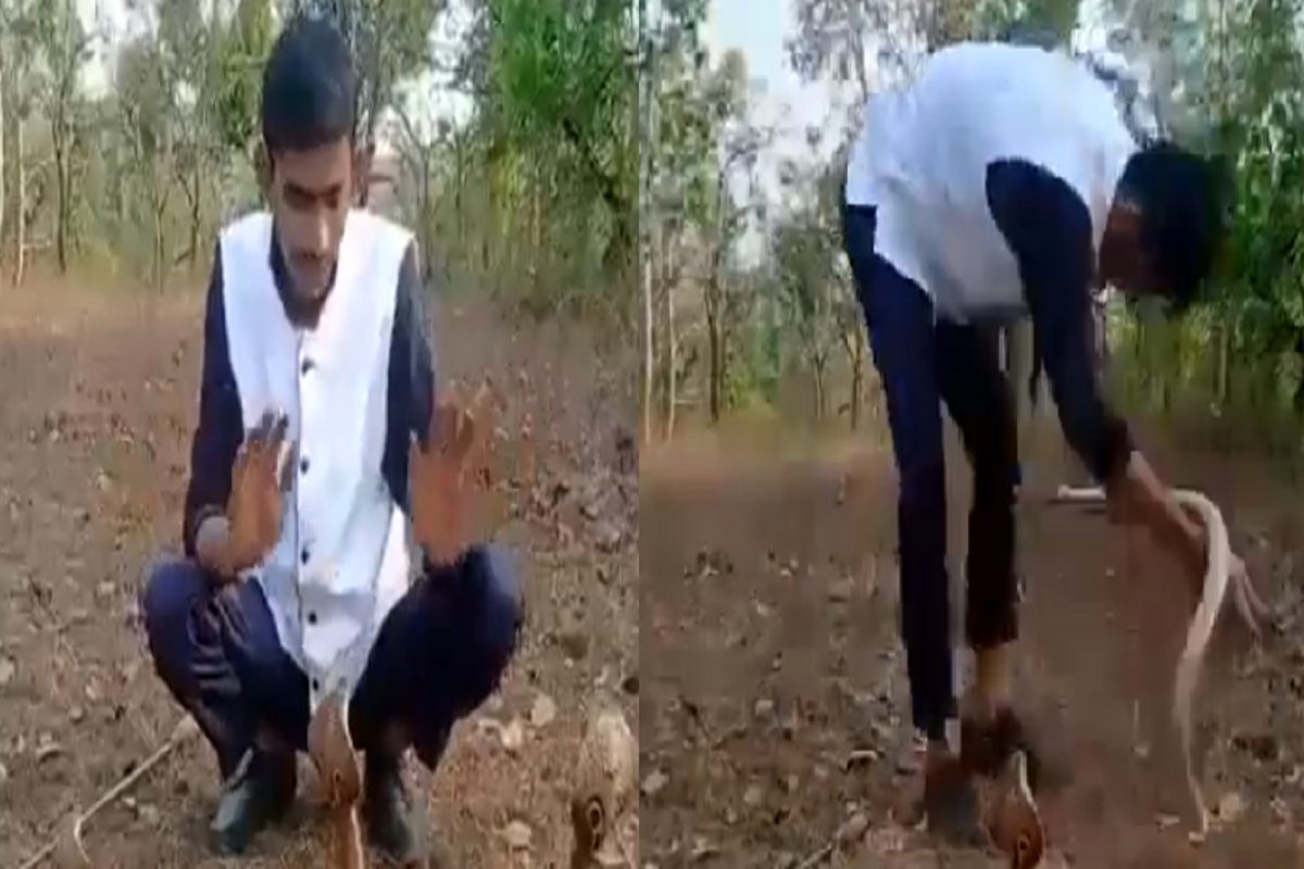 VIDEO - 3-3 कोब्रांसोबत तरुणाचा जीवघेणा खेळ; शेवटी जे घडलं ते पाहून अंगावर येईल काटा