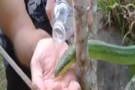 VIDEO - तहानेने व्याकूळ झाला होता साप; तरुण स्वतःच्या हाताने पाणी पाजायला गेला आणि...