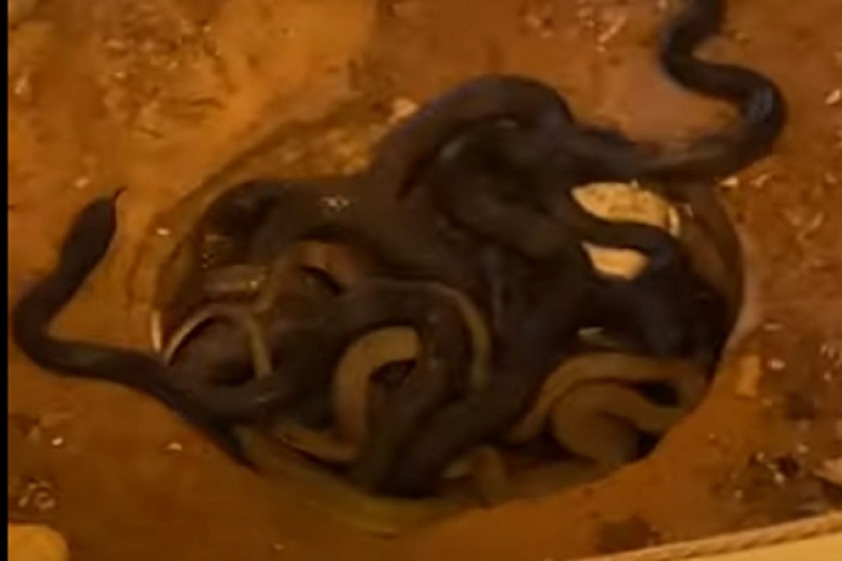 बाप रे बाप! घरातील बाथरूम शॉवरमध्ये दडून बसले होते 10 साप आणि अचानक...