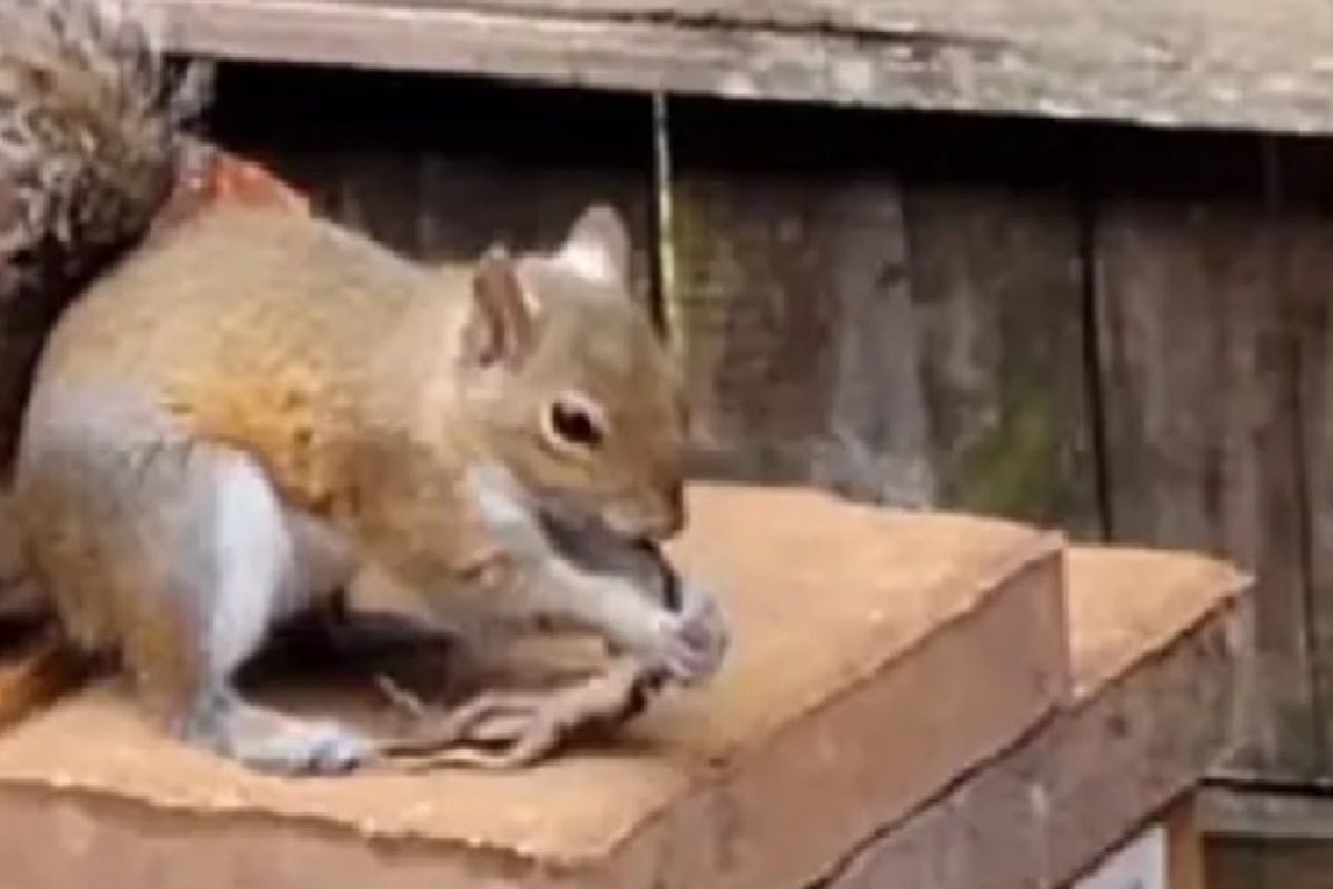 बापरे! साधीभोळी खारूताईही असं काही करू शकते? खारीचा Shocking Video Viral