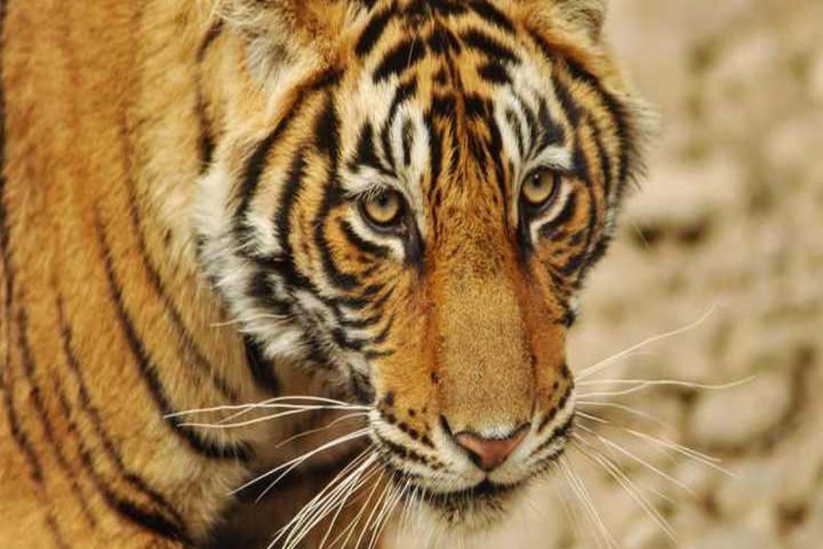 लेकरासाठी आईचा वाघाशी लढा (प्रतीकात्मक फोटो)