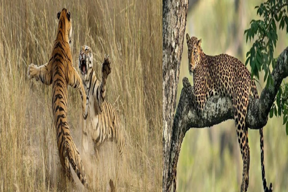 2 वाघिणींच्या लढाईत बिच्चारा बिबट्या लटकला; मध्यस्थी करायला जाताच...; पुढे काय घडलं पाहा