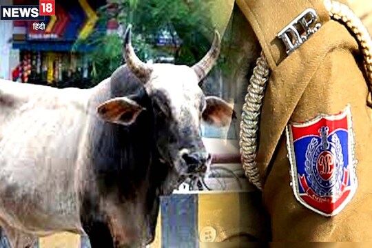 OMG: पोलीस हवालदाराला मोकाट बैलानं उचलून आपटलं, हल्ल्याचा VIDEO Viral