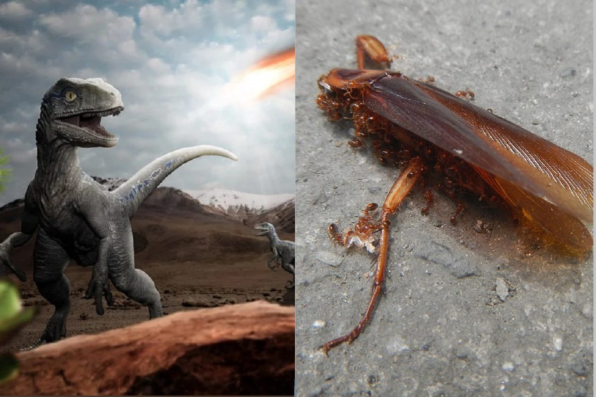 Cockroaches Survived The Dinosaur Killing Asteroid Know What Is For ...