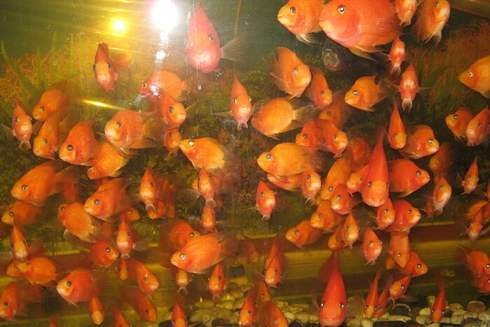 आतापर्यंत मानवी मेंदूबद्दल असे म्हटले जाते की त्याचा मेंदू सर्व प्राण्यांमध्ये सर्वात विकसित आहे. याशिवाय डॉल्फिन आणि हत्तींचा मेंदूही अतिशय तीक्ष्ण मानला जातो. मात्र, प्राणी देखील त्यांच्या मेंदूचा वापर मोजण्यासाठी करतात की नाही याचा तपास कधीच झालेला नाही. आता एका नवीन संशोधनात असे आढळून आले आहे की माशांच्या काही प्रजाती साध्या बेरीज वजाबाकीचे गणित (Simple Addition Subtraction Maths) करू शकतात. सिच्लिड्स (Cichlids) आणि स्टिंगरेजवर (stingrays) केलेल्या संशोधनात या प्रजातींच्या माशांनी आश्चर्यकारक रिझल्ट दिले आहेत. (फोटो: Wikimedia Commons)