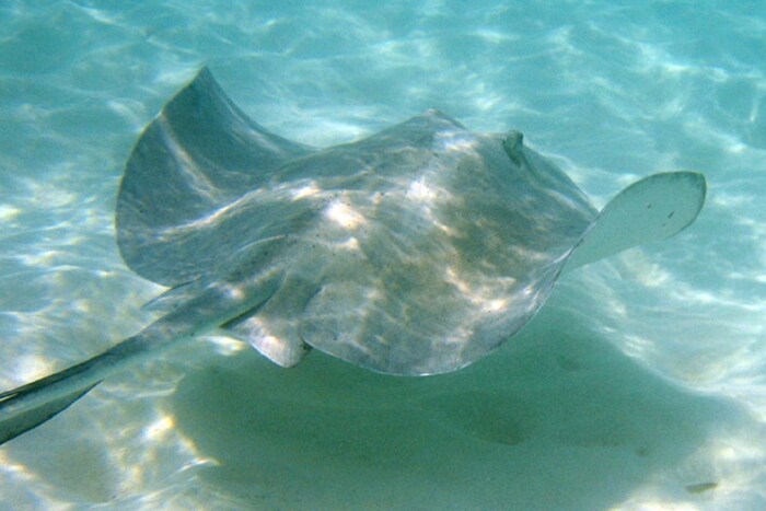 असा रिझल्ट असूनही, प्राण्यांना किंवा या माशांना ही गणितीय क्षमता का आवश्यक आहे हे अद्याप समजलेले नाही. हा अभ्यास बॉन युनिव्हर्सिटीच्या शास्त्रज्ञांनी केला आहे, जो सायंटिफिक रिपोर्ट्स जर्नलमध्ये प्रकाशित झाला आहे. टेबलावर पडलेली काही नाणी पाहून एखाद्या व्यक्तीला ज्या पद्धतीने कळते की त्यावर किती नाणी आहेत, या अभ्यासात संशोधकांना सिचलिड्स आणि स्टिंगरेमध्ये समान क्षमता आढळून आली आहे. (फोटो: विकिमीडिया कॉमन्स)