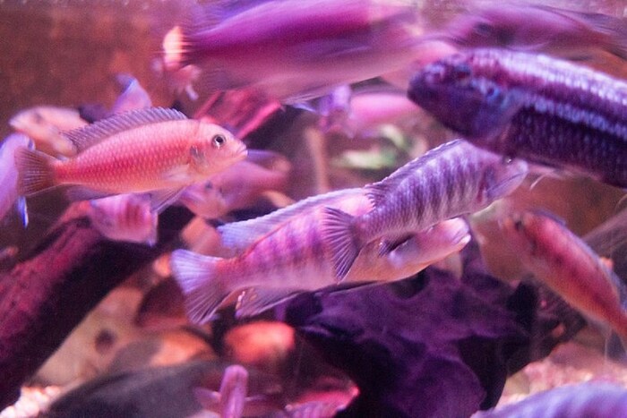 संशोधकांनी माशांना (Fishes) भौमितिक आकारातील चित्रे दाखवली. उदाहरणार्थ चार चौकोनी चित्रासारखा फोटो. जर ते निळे चित्र असेल तर त्यांना एक जोडावे लागेल आणि जर ते पिवळे चित्र असेल तर त्यांना एक वजा करावे लागेल. निळे चित्र दाखवल्यावर त्याच्यासमोर दोन चित्रे होती, एक पाच चौकोन असलेले आणि दुसरे तीन चौकोन असलेले. योग्य चित्राजवळ गेल्यावर माशांना खायला मिळाले आणि चुकीच्या चित्राकडे गेल्यावर हात परत केला. अशा प्रकारे त्यांना कपात वाढविण्याचे प्रशिक्षण देण्यात आले. (फोटो: विकिमीडिया कॉमन्स)