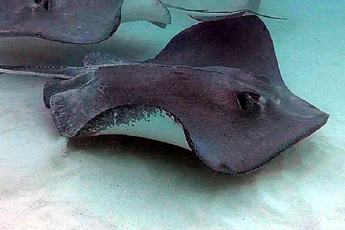 पण या माहितीचा उपयोग मासे (Fishes) नवीन कामात करू शकतात का? रंगांमागील गणिताचा नियम त्यांना समजू शकतो का, हे शोधण्यासाठी संशोधकांनी प्रशिक्षणादरम्यान जाणूनबुजून काही आकडेमोड चुकवल्या आणि इतर मार्गांनी त्यांची चाचणी केली. पण मासे अचूक गणिते करायला शिकले असल्याचेही आढळून आले. अशा प्रकारे मासे संख्यापेक्षा कमी किंवा जास्त संख्या ओळखू शकतात. (फोटो: विकिमीडिया कॉमन्स)