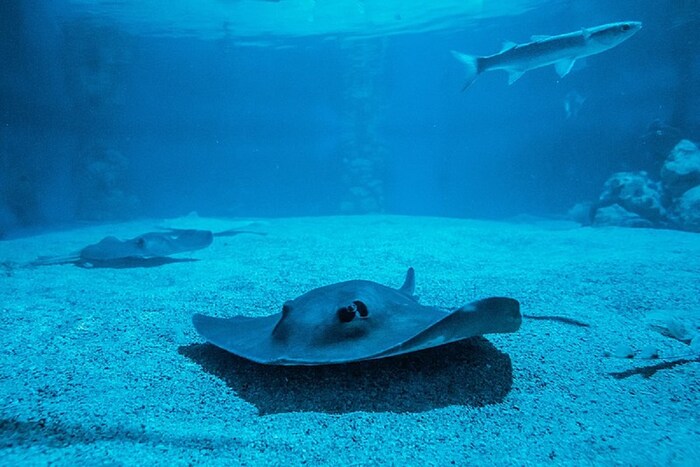 संशोधकांनी जीवांना साधी बेरीज आणि वजाबाकी करण्याचे प्रशिक्षण दिले आहे. हे करण्यासाठी, त्यांना प्रारंभिक मूल्य एकाने वाढवावे किंवा कमी करावे लागले. माशांसाठी, निळा म्हणजे एक मिलन आणि पिवळा म्हणजे एक कार्यक्रम. संशोधकांनी सांगितले की त्यांनी गणना करण्यासाठी मधमाशांच्या गणितीय क्षमतेचा वापर केला. (फोटो: विकिमीडिया कॉमन्स)