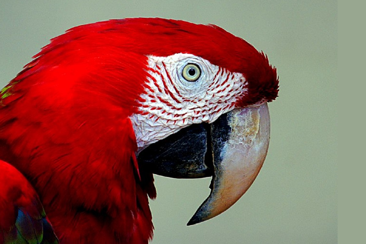पोपट (Parrots) त्यांच्या संज्ञानात्मक कौशल्यांसाठी (Cognitive Skills) आणि दीर्घ आयुष्यासाठी (Exceptionally long lifespan of Parrots) अधिक प्रसिद्ध आहेत. एका नव्या अभ्यासात त्यांच्या दीर्घायुष्याचे रहस्य उलगडण्याचा प्रयत्न करण्यात आला आहे. या दोघांमध्ये संबंध असल्याचे संशोधकांना आढळून आले आहे. 217 पोपट प्रजातींवरील अभ्यासात असे आढळून आले आहे की स्कार्लेट मकॉऊ आणि सल्फर-कोकाटू प्रजातींमधील पोपटांचे सरासरी आयुष्य सामान्यपेक्षा जास्त आहे, जे केवळ मोठ्या पक्ष्यांच्या प्रजातींमध्ये दिसून येते. (फोटो: विकिमीडिया कॉमन्स)