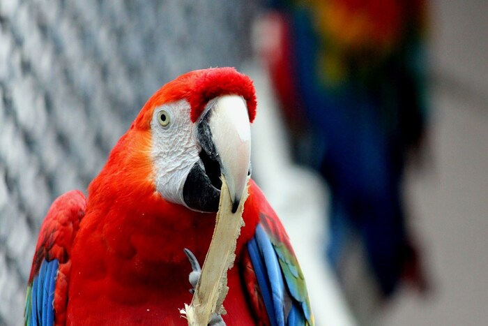मॅक्स प्लँकच्या संशोधकांनी पोपटांच्या (Parrots) या दीर्घ आयुष्याचे कारण काय असू शकते हे दाखवून दिले आहे. त्यांच्या मेंदूचा (Brain of parrots) तुलनेने मोठा आकार त्यांना दीर्घायुष्य देतो असे त्यांना आढळले आहे. पोपटाचे दीर्घ आयुष्य आणि मेंदूचा आकार यांच्यातील संबंध दर्शविणारा हा पहिला अभ्यास आहे. संज्ञानात्मक क्षमता वाढवण्यामुळे पोपटांना पर्यावरणीय धोके टाळण्यास आणि दीर्घ आयुष्य जगण्यास मदत होते, असेही यातून समोर आलं आहे. (फोटो: पिक्साबे)