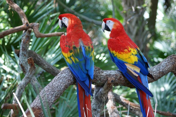विशेष म्हणजे, शास्त्रज्ञांना पोपटांचे (Parrots) दीर्घ आयुष्य (Long lifespan of Parrots) आणि पोपटांमधील जटिल संज्ञानात्मक कौशल्ये (Cognitive Skills) या दोन्हीची आधीच माहिती होती. परंतु, दीर्घायुष्य आणि मेंदूचा तुलनात्मक आकार या दोन्हींचा एकमेकांशी थेट संबंध आहे. त्यांना त्याचा काय परिणाम होईल हे माहित नव्हते. या अभ्यासाचे प्रमुख लेखक, सिमोन स्मेल यांनी सांगितले की, ही तपासणी पार पाडण्यासाठी सर्वात मोठे आव्हान म्हणजे डेटा गोळा करणे. जिवंत पोपटांशी तुलना केल्यावरच हे शक्य होते. यासाठी मोठ्या नमुन्यांची आवश्यकता होती जेणेकरून विविधतेचा प्रभाव नाकारता येईल. (फोटो: पिक्साबे)