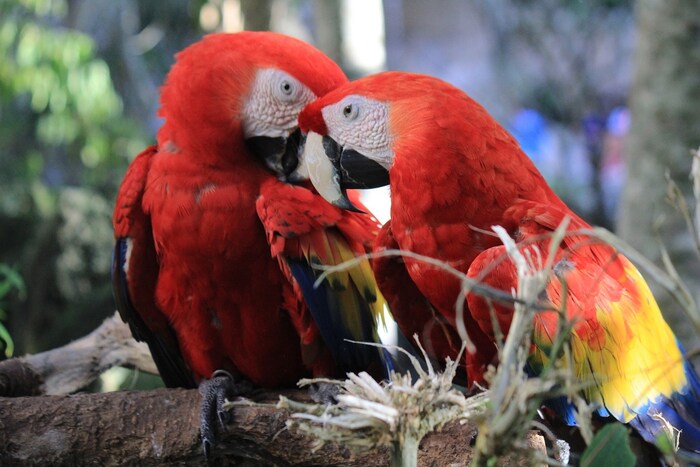 संशोधकांनी पोपटांच्या (Parrots) संज्ञानात्मक क्षमतेचा (Cognitive abilities) त्यांच्या दीर्घकाळ जगण्याच्या क्षमतेवर परिणाम होतो की नाही हे निर्धारित करण्यासाठी मोठ्या प्रमाणात तुलनात्मक विश्लेषण देखील केले. त्यांनी तुलनेने मोठ्या मेंदूचा (Brains) दीर्घायुष्यावर होणारा परिणाम आणि मोठ्या मेंदूचा विकास होण्यासाठी किती वेळ लागतो या दोन्हींचा अभ्यास केला. पहिल्या प्रकरणात पक्ष्यांना जंगलाच्या वातावरणात दीर्घ आयुष्य जगण्याची संधी मिळते आणि दुसऱ्या प्रकरणात दीर्घायुष्य हवे असते. (फोटो: पिक्साबे)