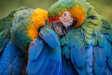 पोपटांच्या दीर्घायुष्याचं रहस्य उलगडलं! मानवाच्या तुलनेत पोपट का जगतात जास्त?