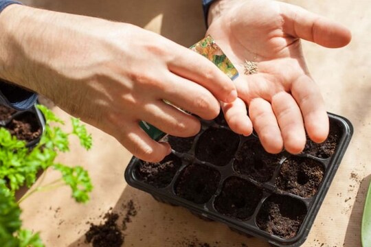 Vegetables: घरच्या गार्डनमध्ये एप्रिल महिन्यात लावा या भाज्या; कमी जागेत होईल चांगली वाढ