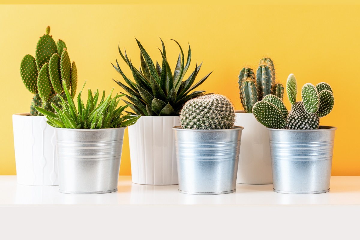 निवडुंगाची वनस्पती कोरड्या वाळवंटात आढळते. ती अत्यंत उष्ण वातावरणातही आढळते. पृथ्वीवरील सर्वात कोरडं क्षेत्र असलेल्या अटाकामा वाळवंटातदेखील निवडुंगाची प्रजाती पाहायला मिळते. एकीकडे हवामान बदलामुळे पृथ्वीच्या पर्यावरणावर (Environment) परिणाम होत आहे. जागतिक तापमान वाढत आहे. यामुळे निवडुंग आणि त्याच्या प्रजातींना धोका निर्माण झाला आहे. याच्या अनेक प्रजाती नामशेष होण्याचा धोका असल्याचं एका नवीन अभ्यासात नमूद करण्यात आले आहे. (प्रतिकात्मक फोटो: shutterstock)