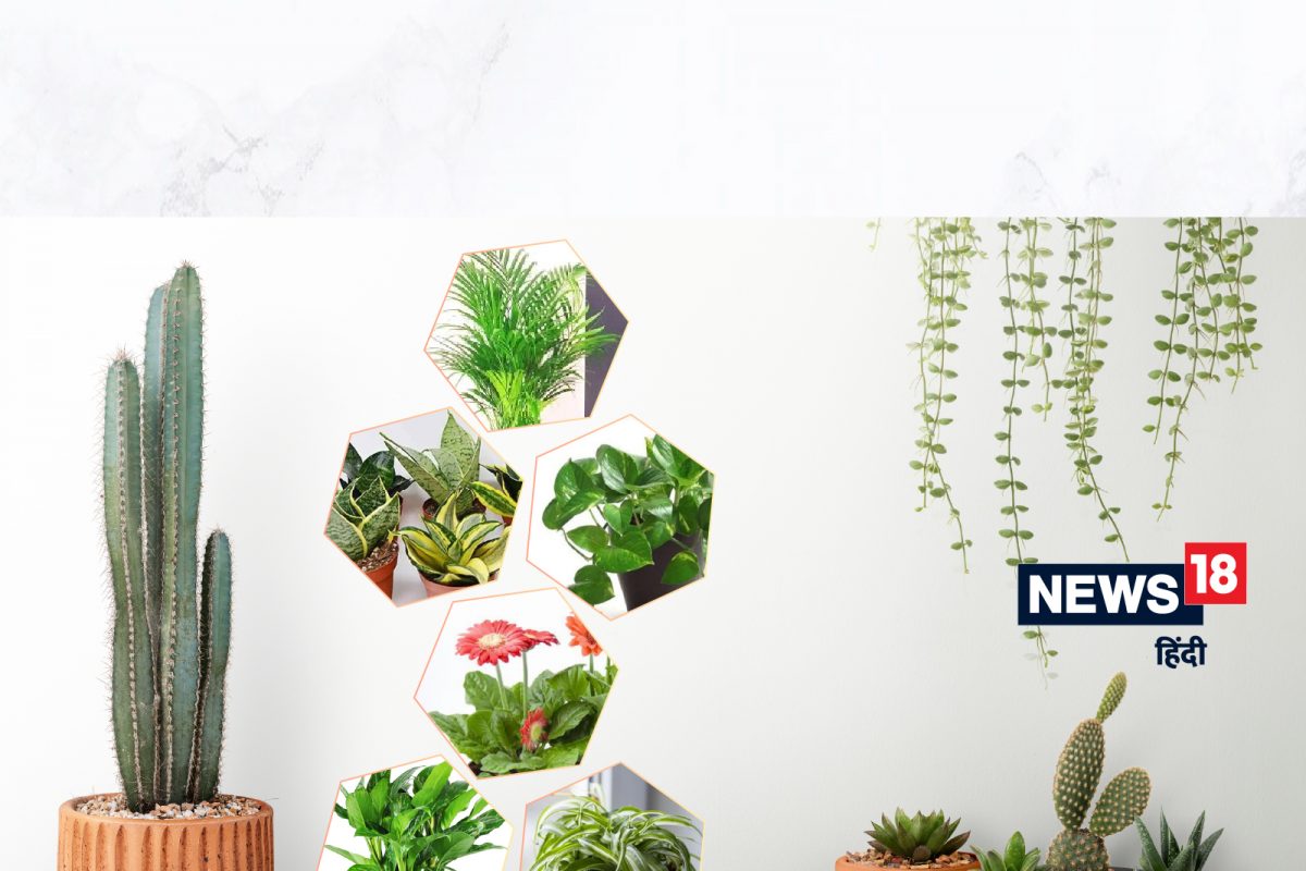घरात राहतं आनंदी वातावरण, स्ट्रेस आपोआप होतो कमी; बेडरूममध्ये ही इनडोअर प्लांट्स लावून पाहा