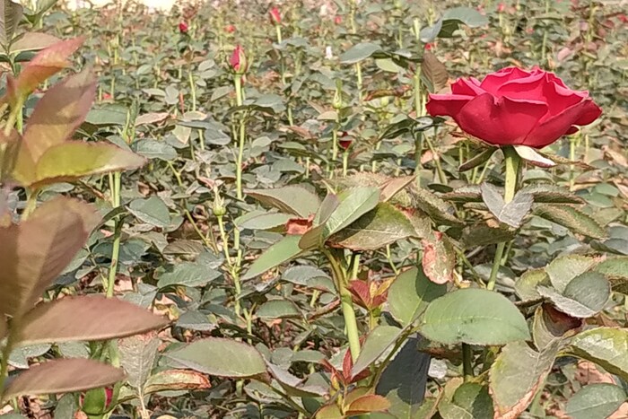 हे गुलाबाचे शेत रांचीच्या नगर ब्लॉकमधील टिकराटोली गावात आहे. हे शेत कलावती देवीचे आहे. एक काळ असा होता की इतर शेतकऱ्यांप्रमाणे कलावतीचे कुटुंबही भाजीपाला आणि इतर पिकांच्या लागवडीवर जगत होते. मात्र, या बदलत्या युगात या कुटुंबानेही कृषी क्षेत्रात नवा प्रयोग केला.