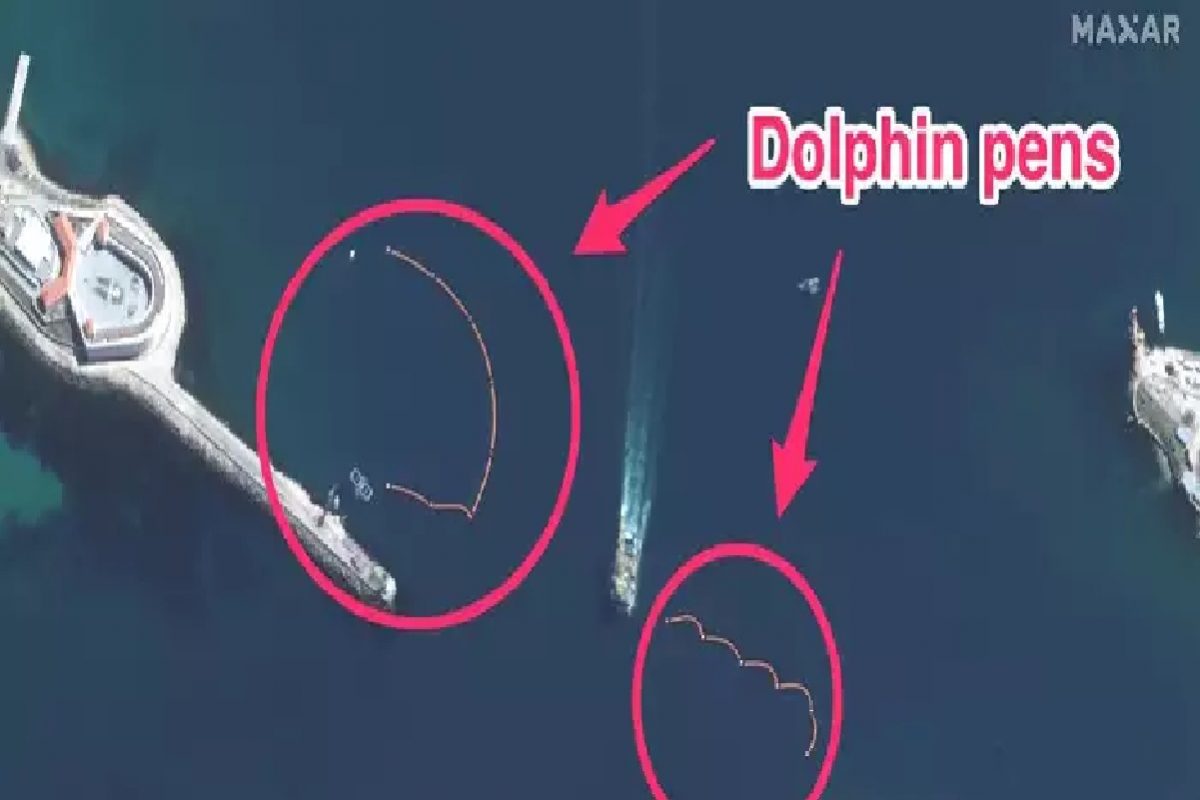 russia ukraine war : रशियाने डॉल्फिन्सना दिलं खास प्रशिक्षण, अशा प्रकारे करताय नौदलाचं संरक्षण