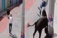 VIDEO- बापरे! शिंगांवर गरागरा फिरवलं आणि...; बैलासमोरील हिरोगिरी तरुणाच्या अंगलट