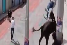 VIDEO- बापरे! शिंगांवर गरागरा फिरवलं आणि...; बैलासमोरील हिरोगिरी तरुणाच्या अंगलट