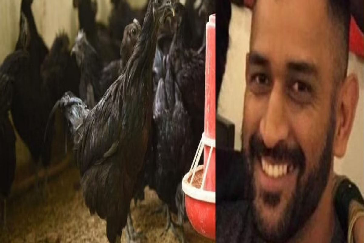 IPL 2022 दरम्यान धोनीच्या घरी आल्या 2000 कडकनाथ कोंबड्या, वाचा काय आहेत फायदे!