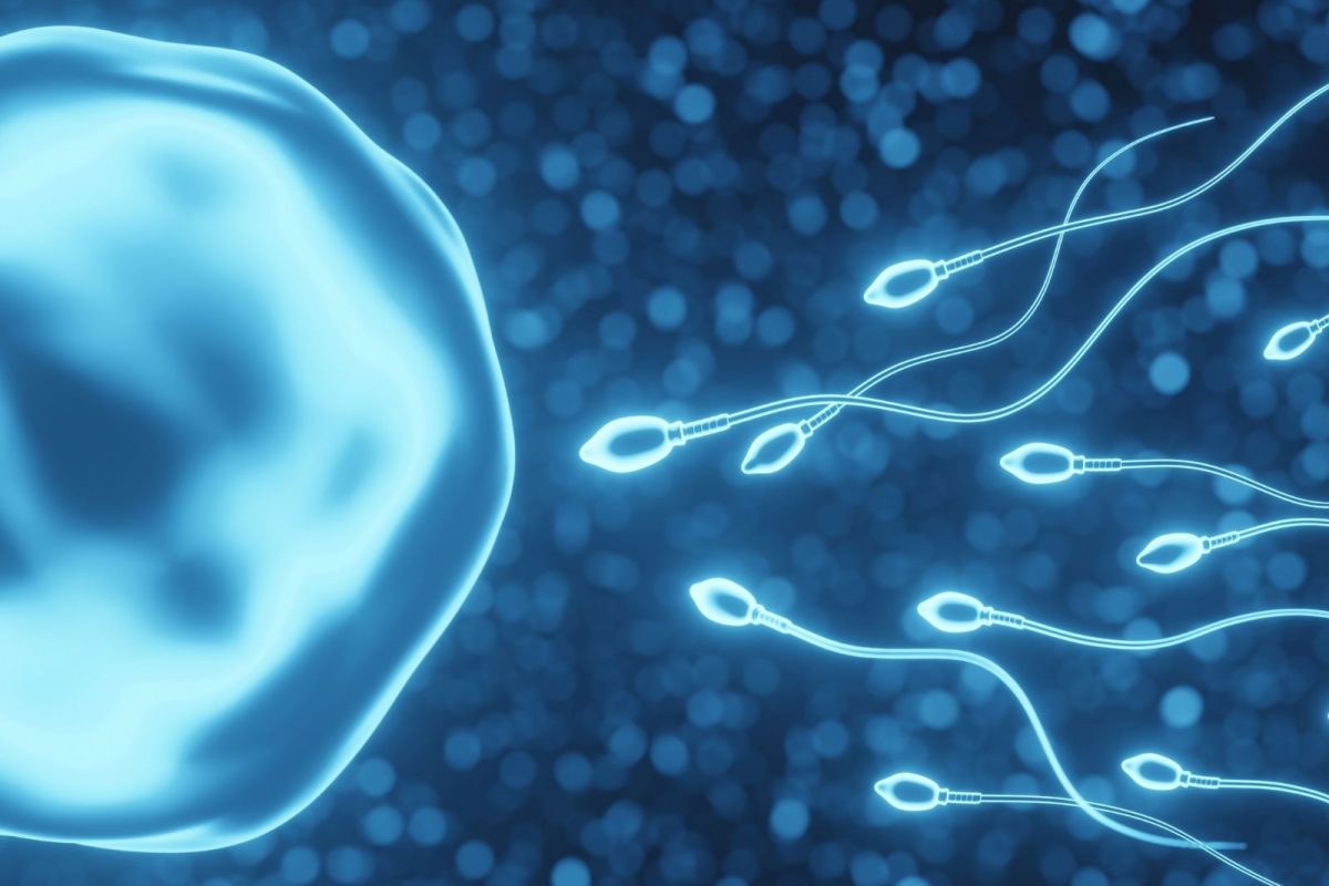 प्रयोगशाळेत शुक्राणू पेशी तयार करण्यात शास्त्रज्ञांना यश; मूल होण्यात अडचणी असणाऱ्या जोडप्यांना मिळेल दिलासा