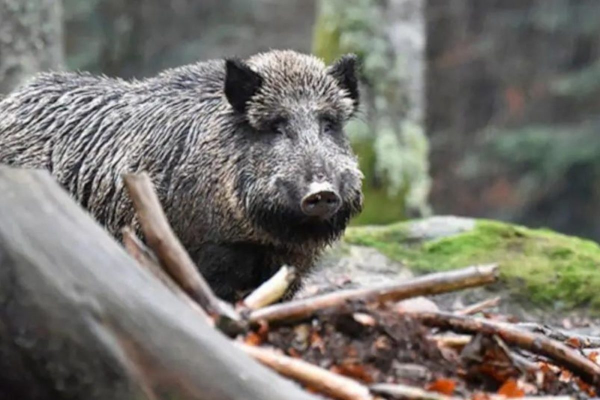 रानुडक्कराच्या शिकाराची किंमत जीव गमावून चुकवली! कारवाई होताच आरोपीनं उचललं धक्कादायक पाऊल