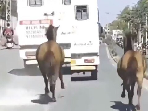 व्हिडिओमध्ये एक घोडा वेगाने पळत असल्याचं दिसतं. तो जवळपास 8 किलोमीटर रुग्णवाहिकेच्या मागे धावत राहिला (Horse ran Behind Ambulance for 8 KM) .