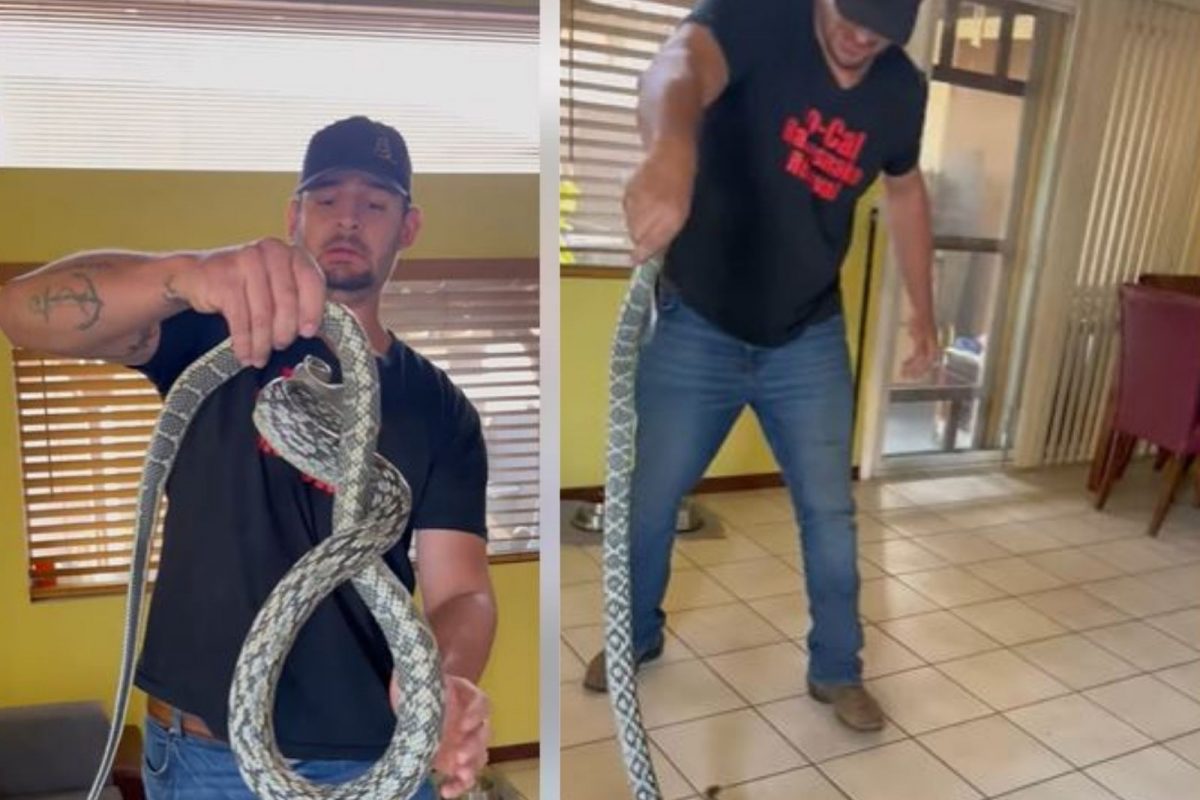 सोफ्यावर बसल्यानंतर जाणवली हालचाल; उशी उचलताच बाहेर आला 7 फूट लांब विषारी साप, Shocking Video