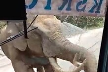 VIDEO: 50 प्रवाशांनी भरलेल्या बसवर हल्ला करायला आला हत्ती, पाहा चालकाने काय केलं VIDEO: 50 प्रवाशांनी भरलेल्या बसवर हल्ला करायला आला हत्ती, पाहा चालकाने काय केलं