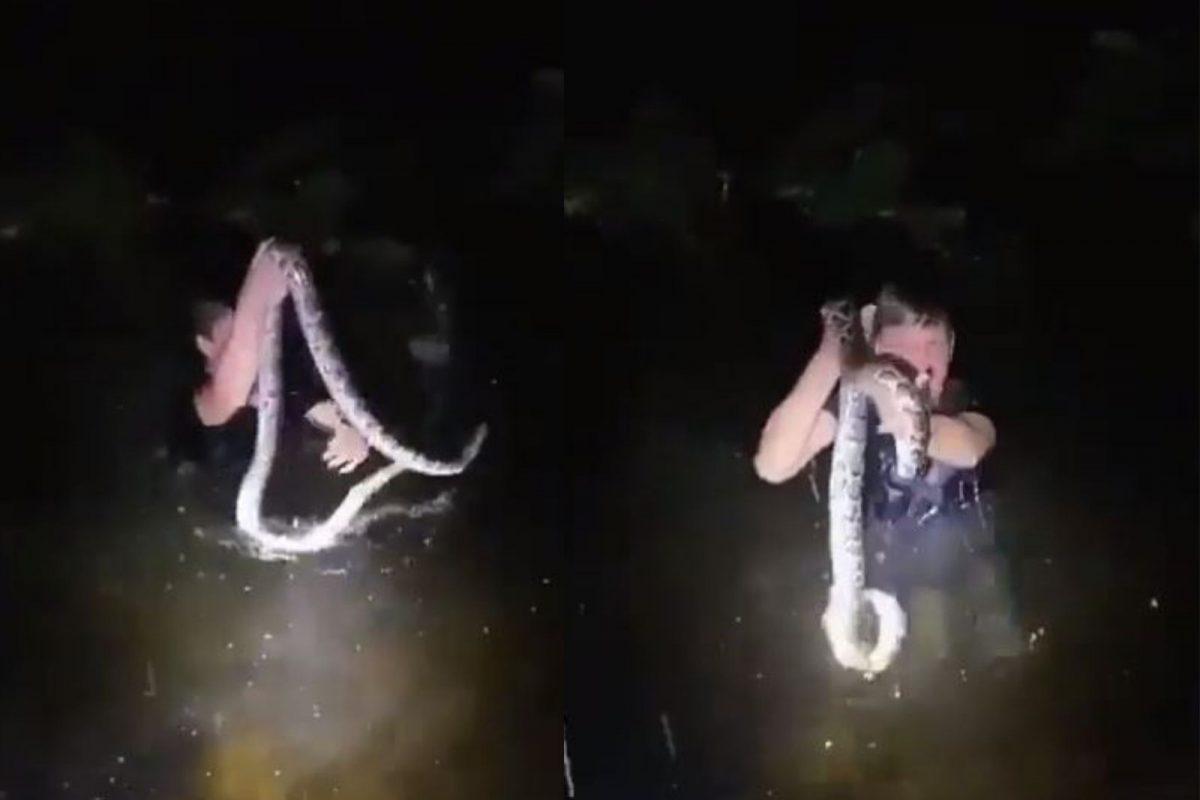 अजगराला पकडण्यासाठी तरुणाने पाण्यात घेतली उडी; पुढे काय घडलं बघा, थरकाप उडवणारा VIDEO