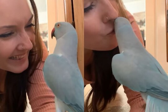 मालकिणीसोबत इंग्लिशमध्ये गप्पा मारताना दिसला पोपट; VIDEO पाहून बसणार नाही डोळ्यांवर विश्वास