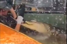 खाद्य देण्यासाठी गेलेल्या तरुणीचा हात जबड्यात पकडून मगरीने पाण्यात खेचलं, VIDEO