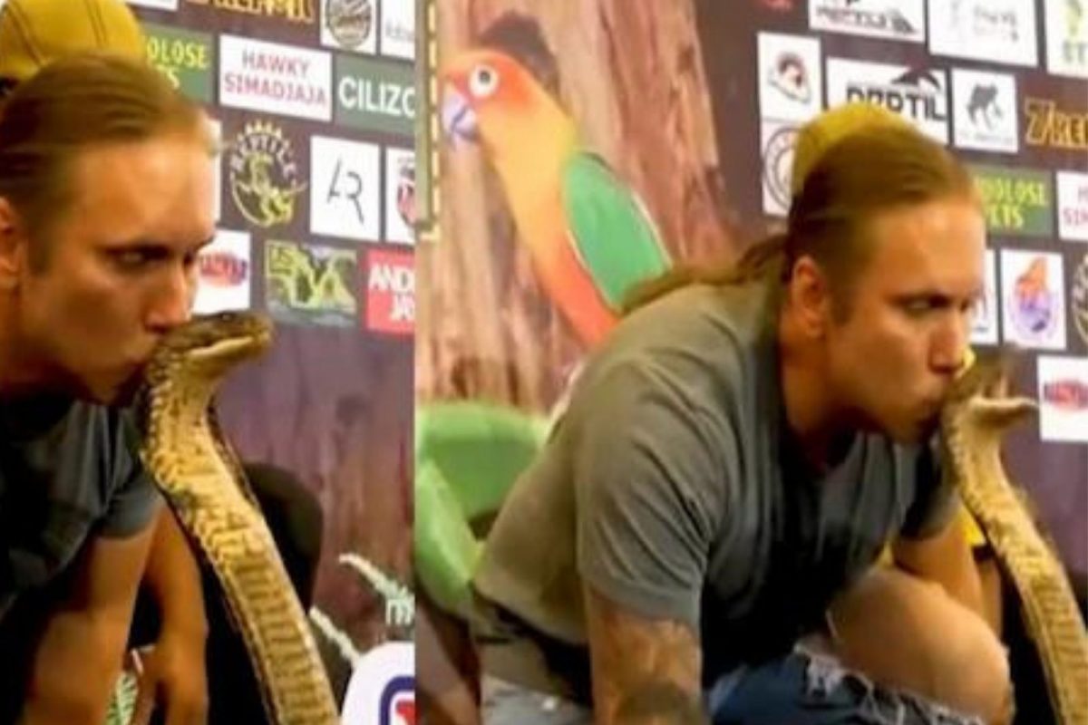 विषारी किंग कोब्राला KISS करायला गेला व्यक्ती; पुढे जे घडलं ते पाहून उडले थरकाप, VIDEO