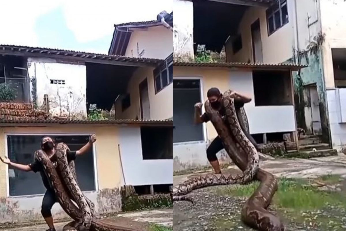 OMG! तरुणाच्या खांद्यावर चढले 2 विशालकाय अजगर अन्.., VIDEO पाहून उडेल थरकाप